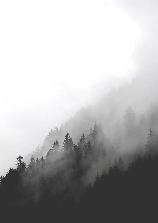 Dark Foggy Forest