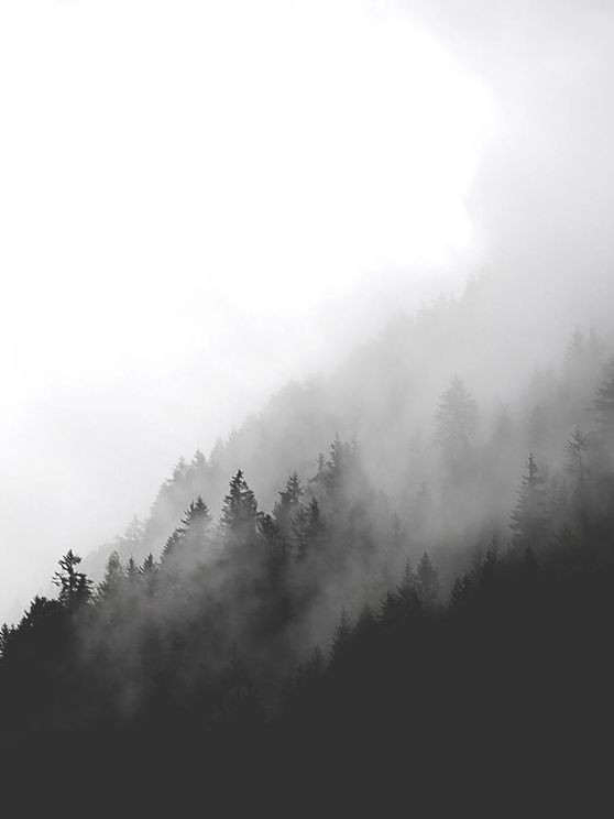 Dark Foggy Forest