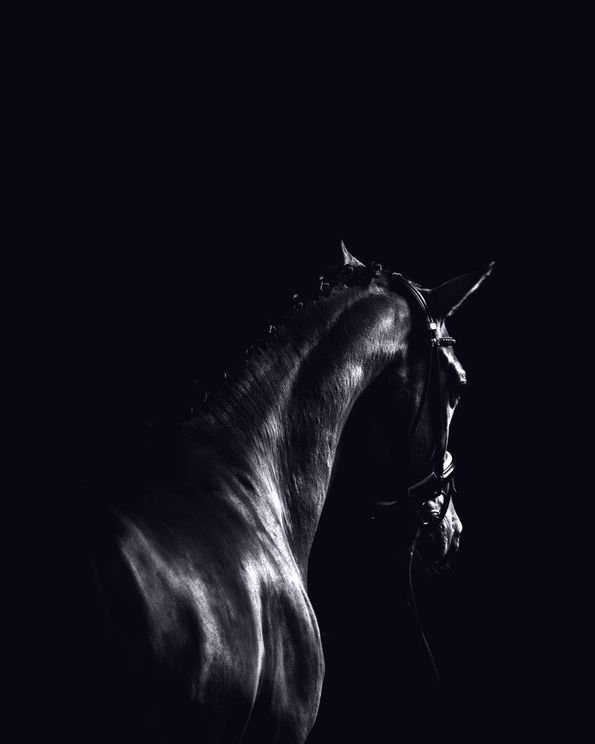 Dark Sport Horse