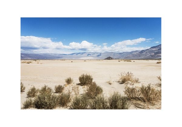 Death Valley Flora
