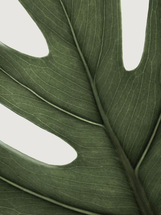 Deep Green Monstera