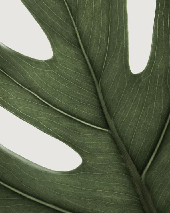 Deep Green Monstera