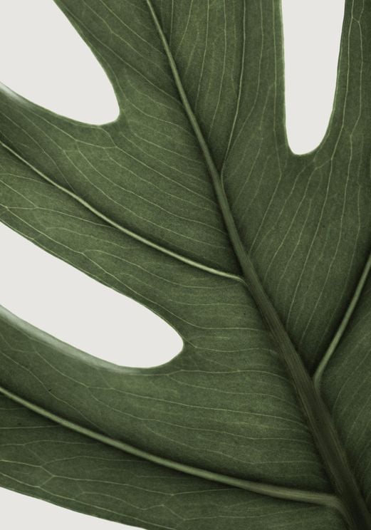Deep Green Monstera