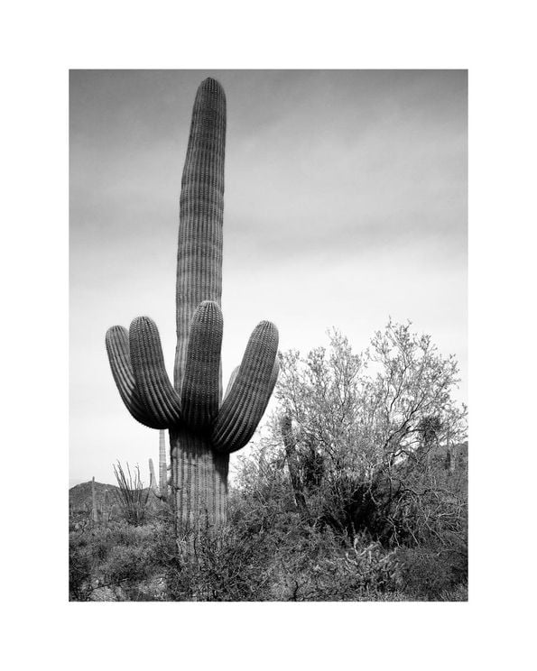 Desert Cactus