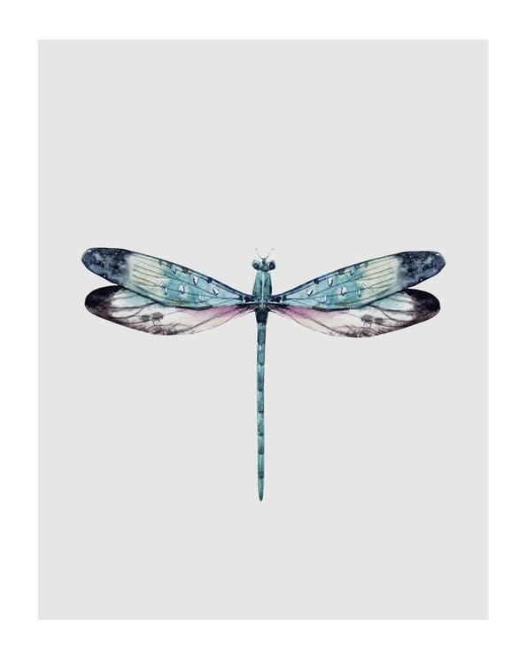 Dragonfly Illustration