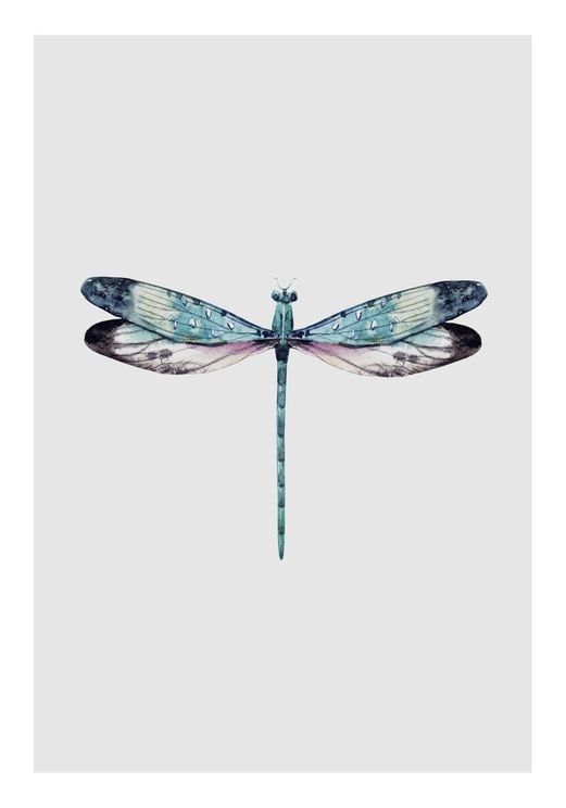 Dragonfly Illustration