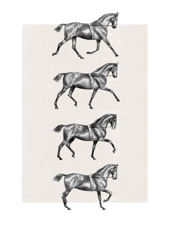 Dressage