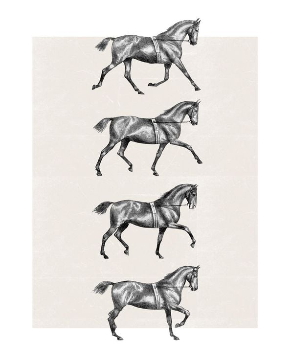 Dressage