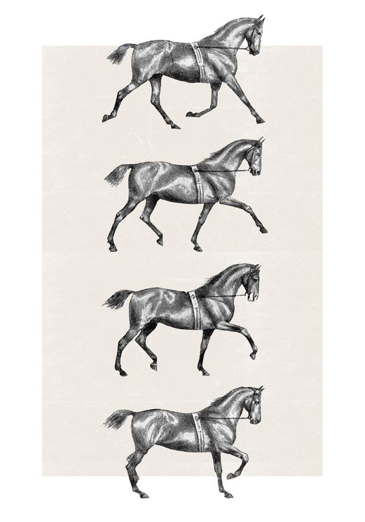 Dressage
