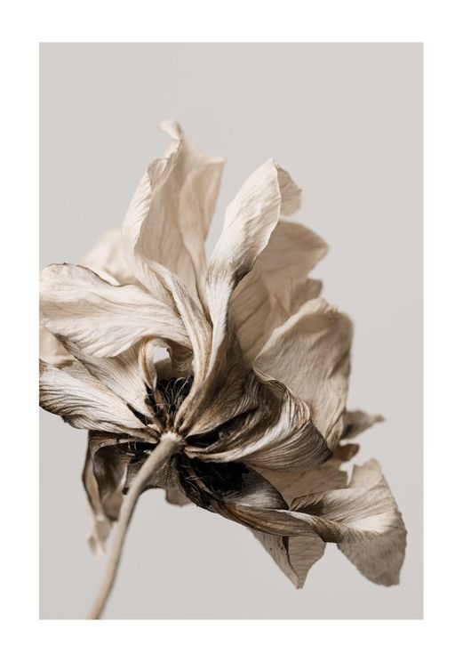 Dried Beige Flower 1