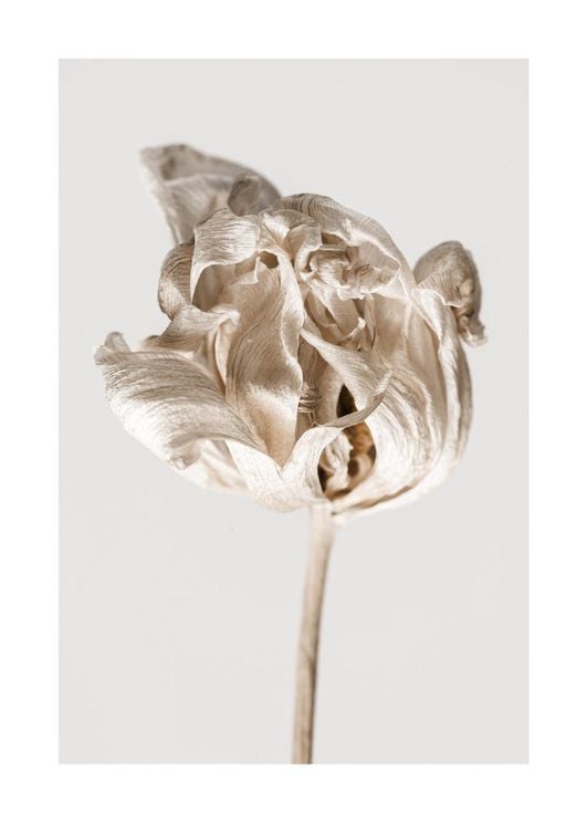 Dried Beige Flower 2