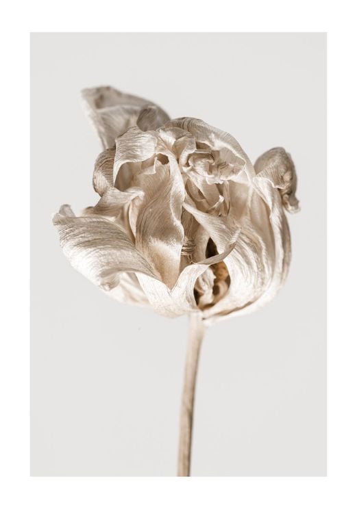 Dried Beige Flower 2