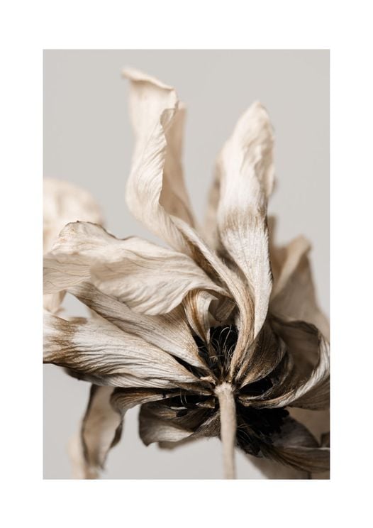 Dried Beige Flower 3