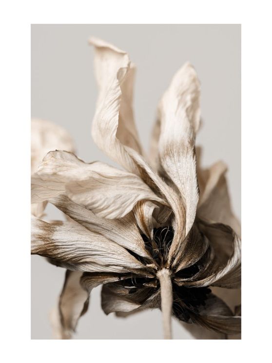 Dried Beige Flower 3