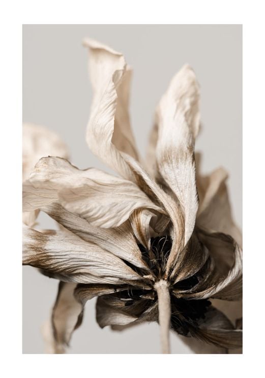 Dried Beige Flower 3