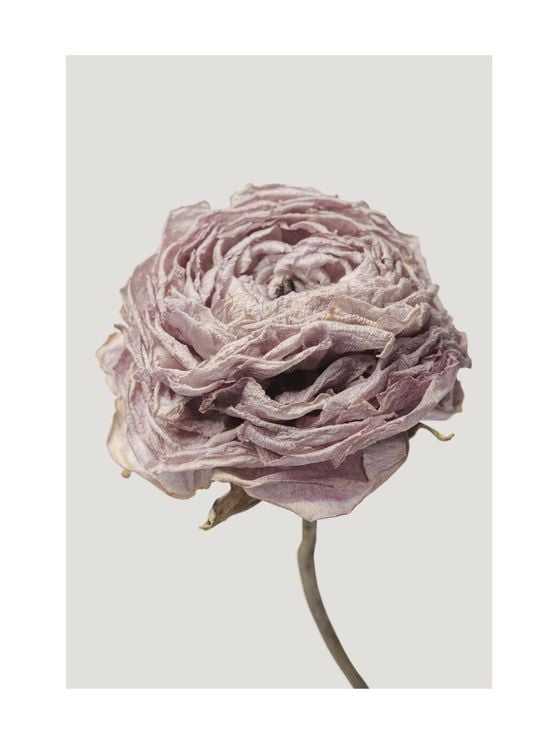 Dried Pink Flower