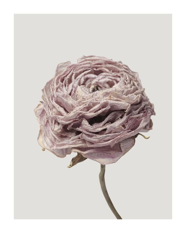 Dried Pink Flower