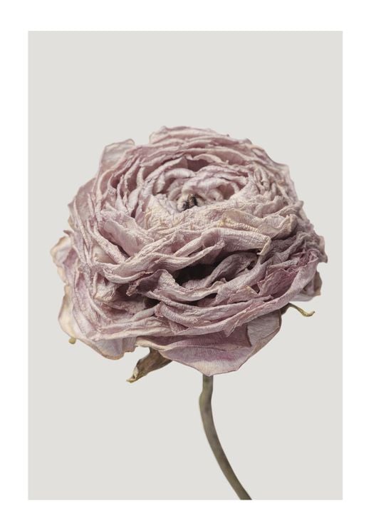 Dried Pink Flower