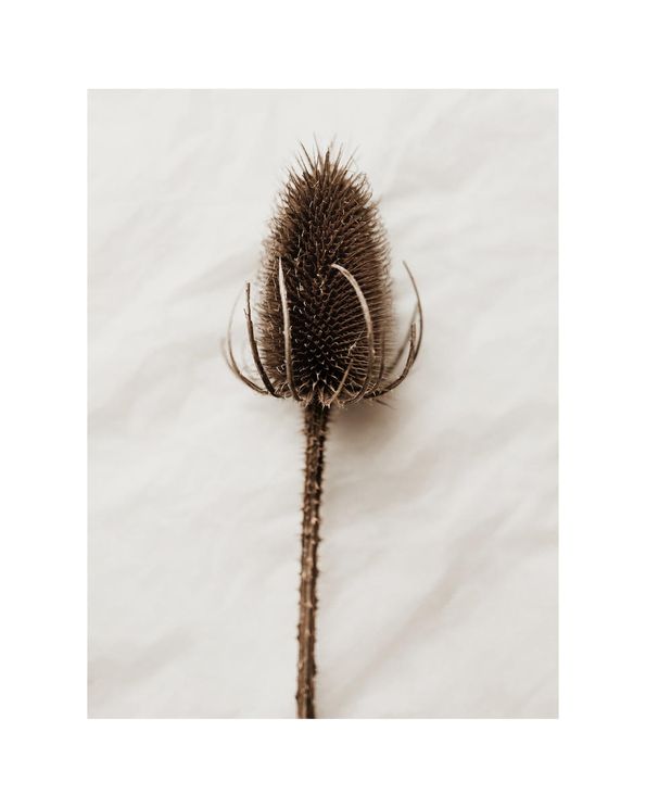 Dried Wild Flower