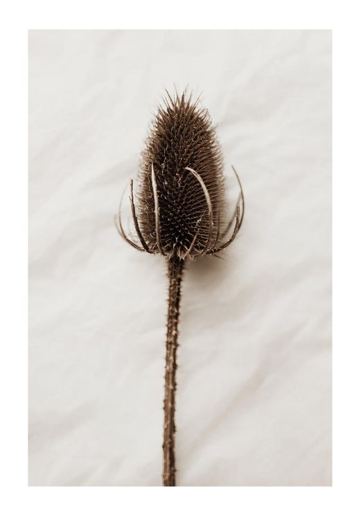 Dried Wild Flower