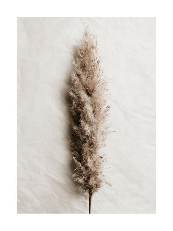 Dried Wild Grass