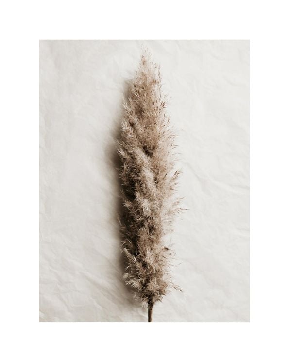 Dried Wild Grass