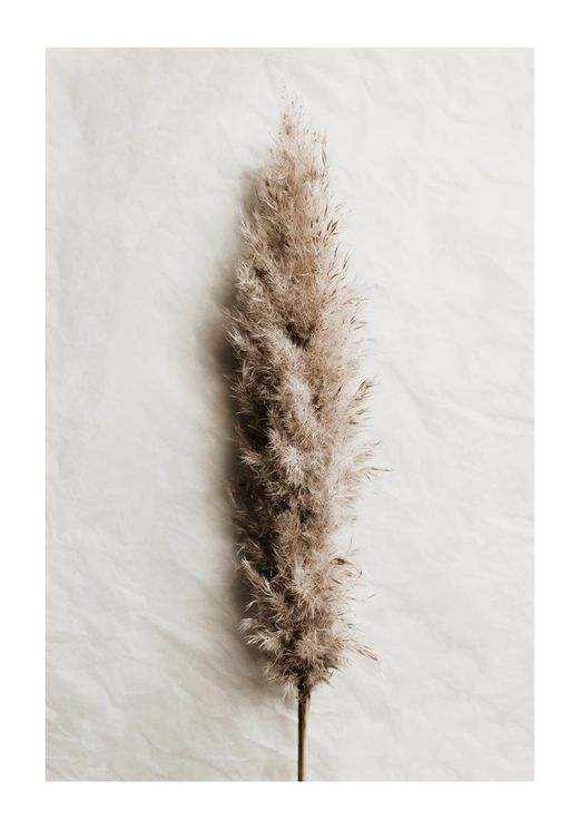 Dried Wild Grass