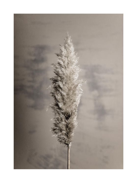 Dry Pampas Grass