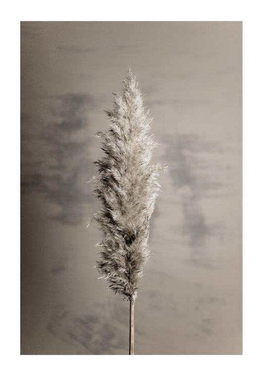 Dry Pampas Grass