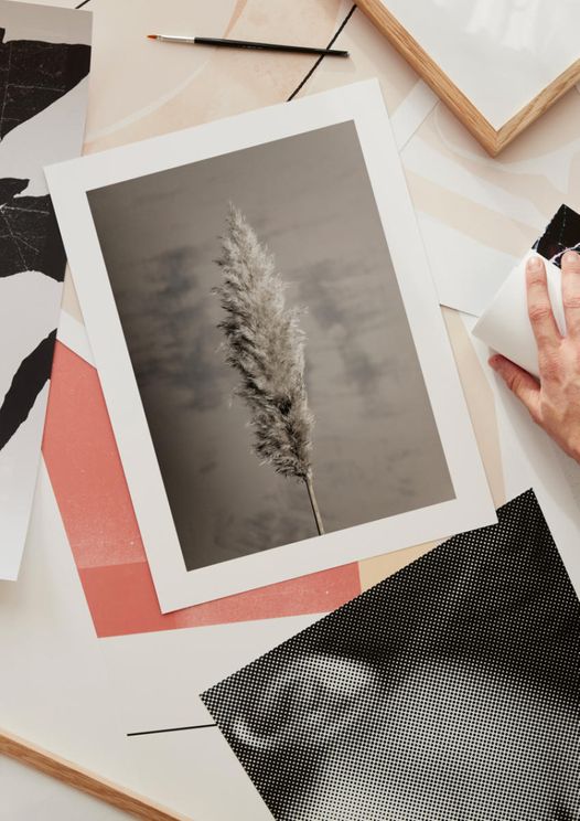 Dry Pampas Grass