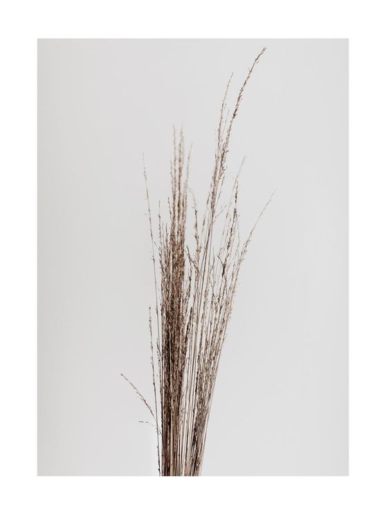 Dry Straws