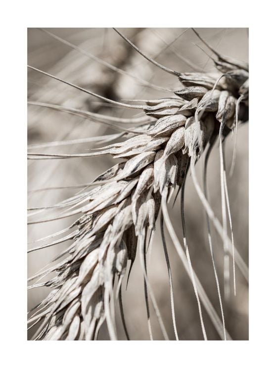 Dry Wheat