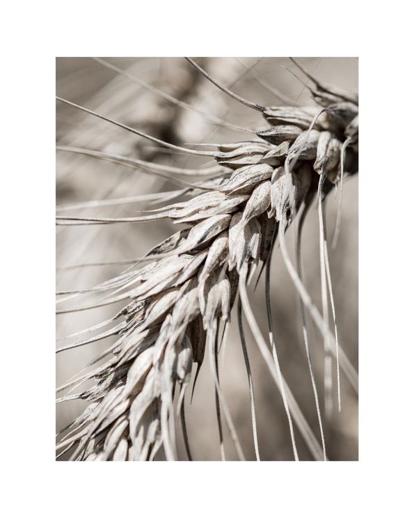 Dry Wheat