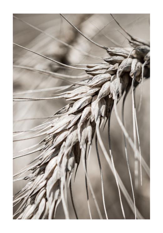 Dry Wheat