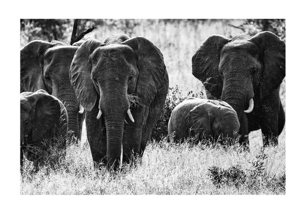Elephant Fam