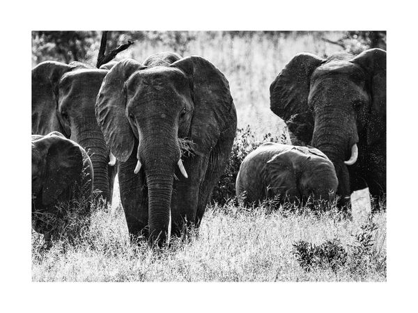 Elephant Fam