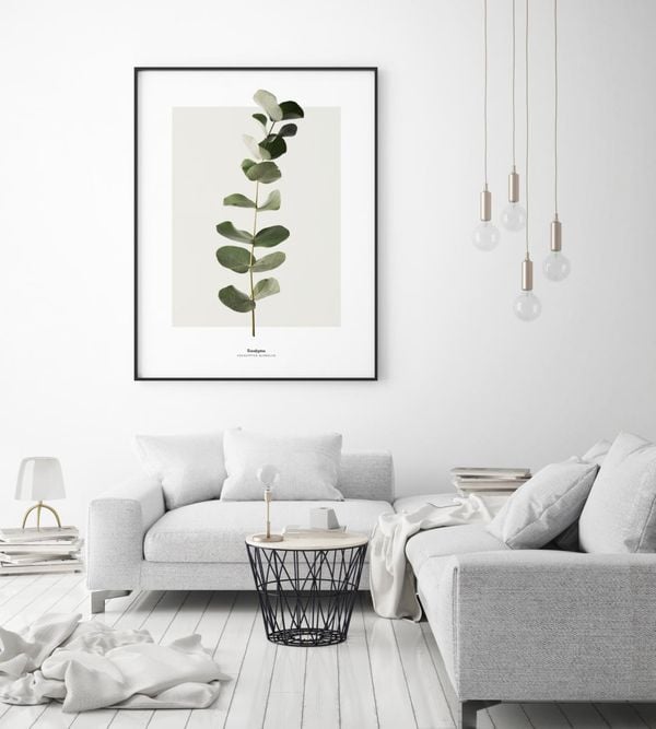 Eucalyptus