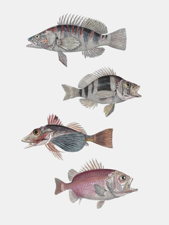 Exotic Fishes