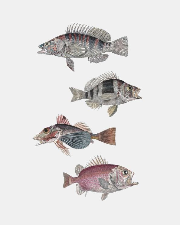 Exotic Fishes