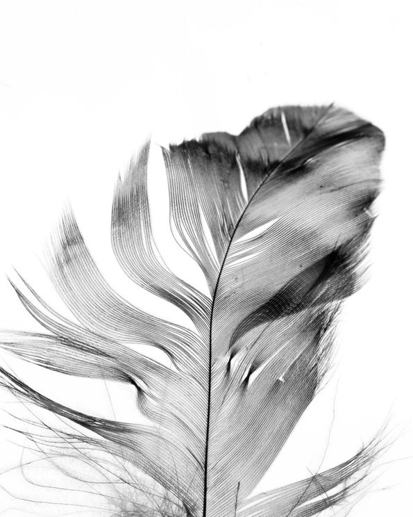 Feather
