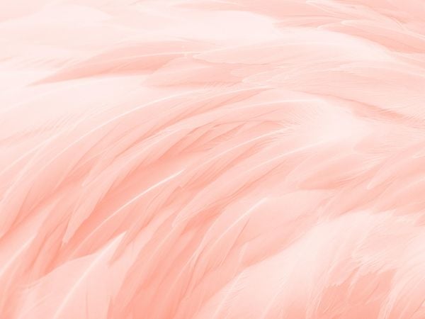 Feather Glow