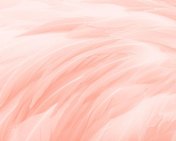 Feather Glow