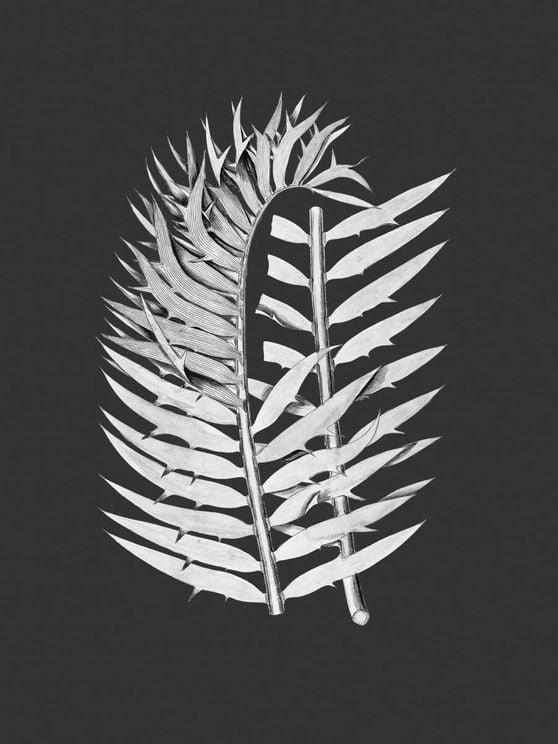 Fern Contrast