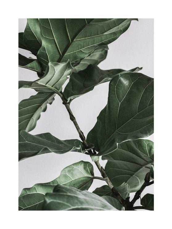 Fig Plant 1 30x40
