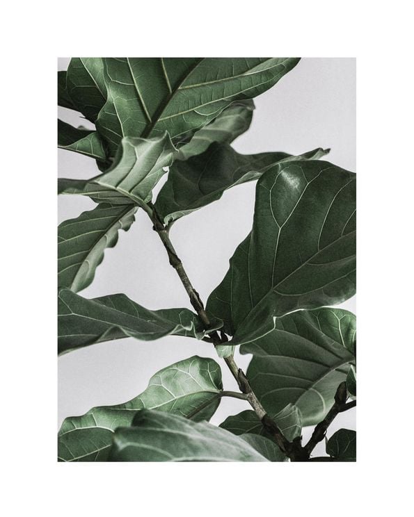 Fig Plant 1 40x50