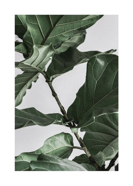 Fig Plant 1 50x70
