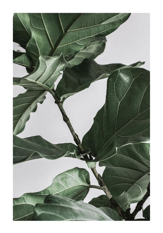 Fig Plant 1 70x100