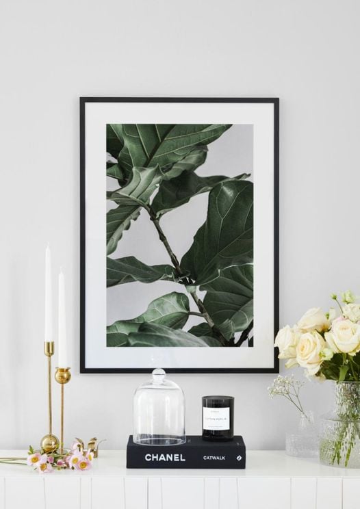 Fig Plant 1