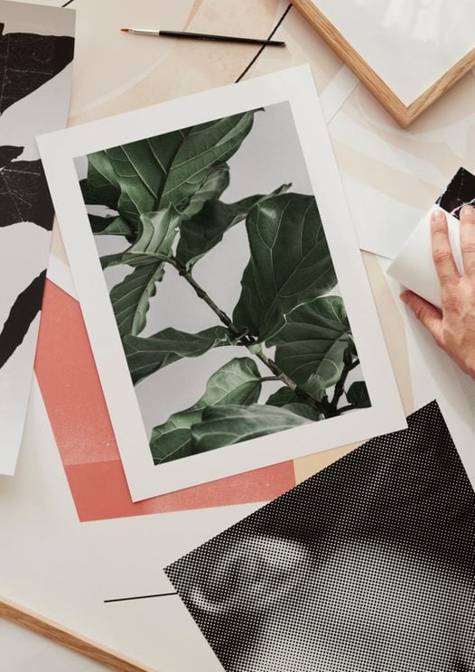 Fig Plant 1