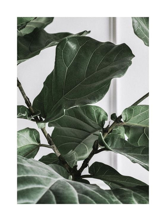 Fig Plant 2 30x40